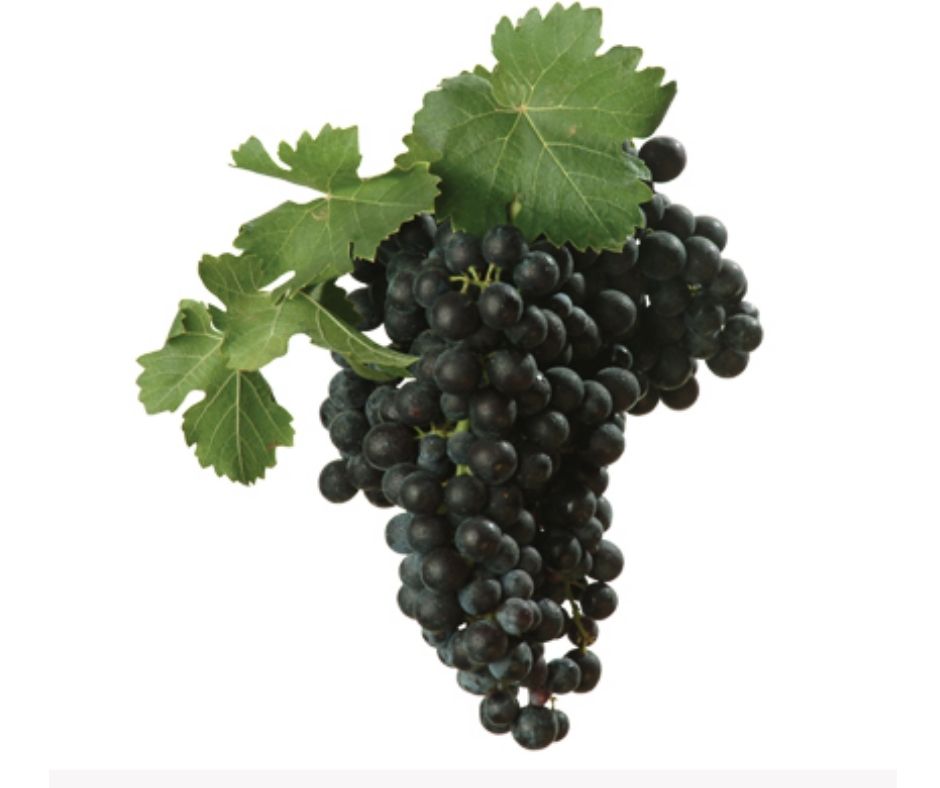 Cépage Nero di Troia