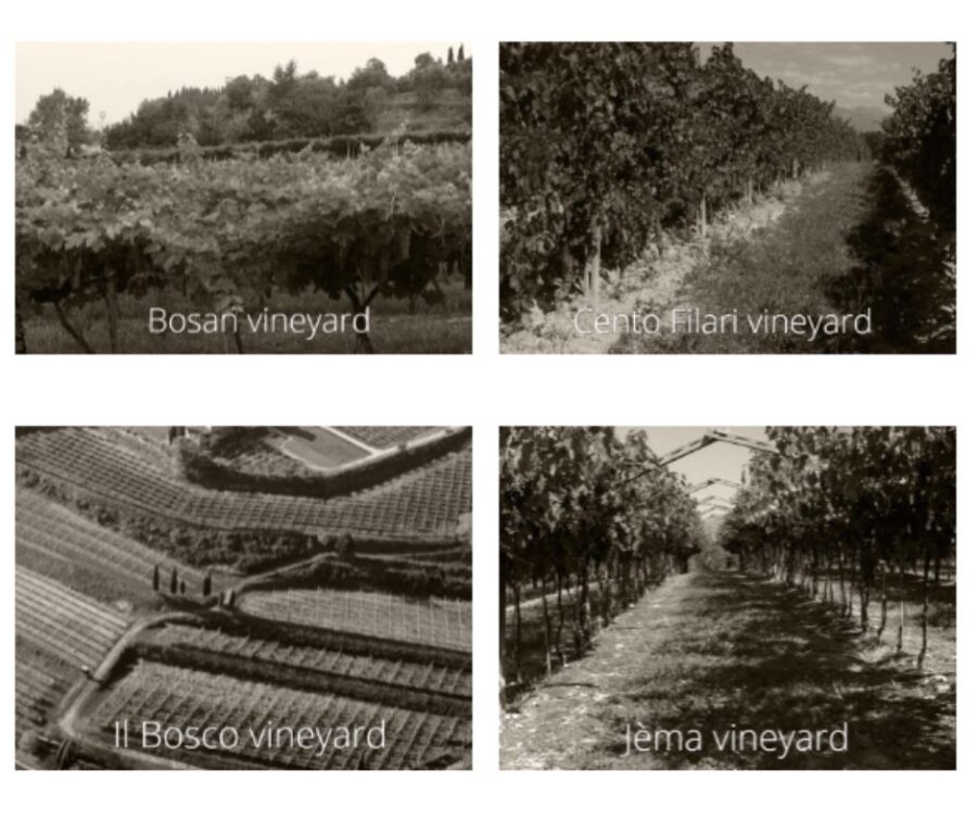Vignobles Gerardo Cesari