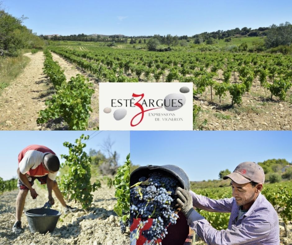 Cave des vignerons d'Éstézargues: vignobles et vignerons