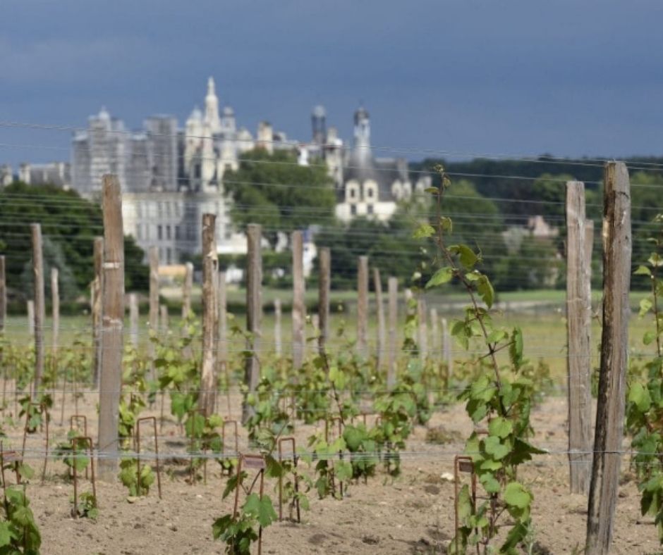 Château de Chambord: vignes et château