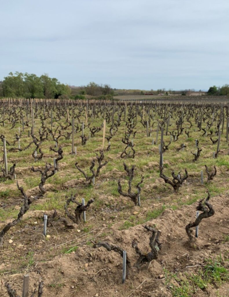 Vignoble en gobelet: vignoble Emmanuel Fellot
