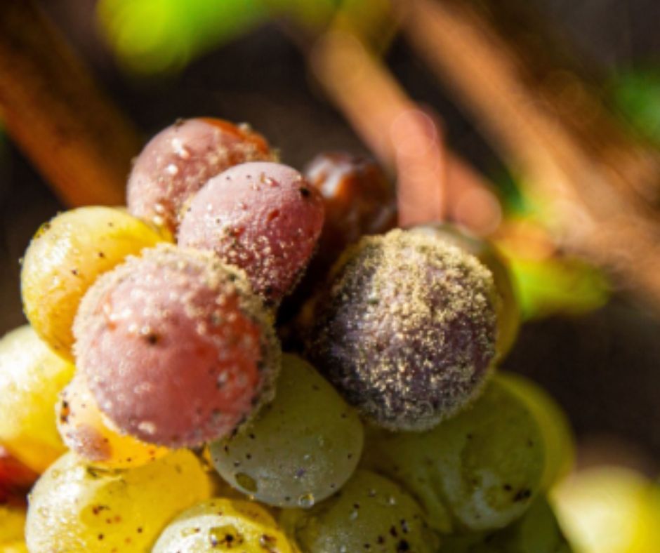 Champignons Botrytis Cinerea