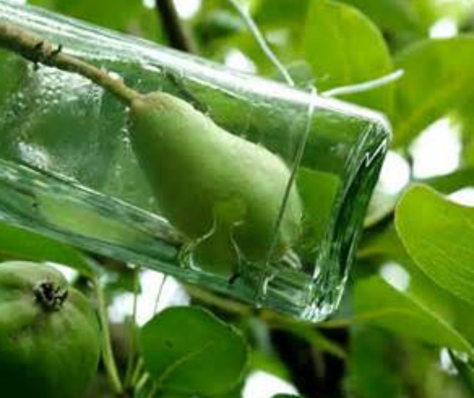 Poire qui pousse à l'intérieur d'une bouteille
