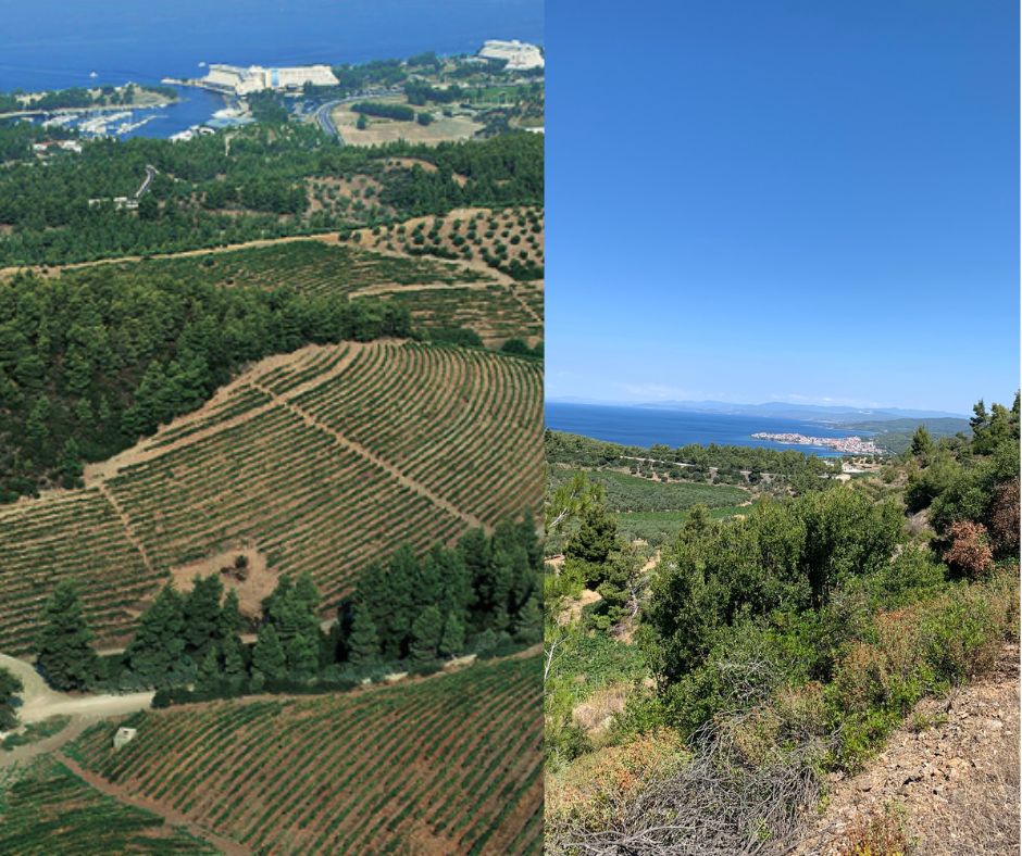 Vignobles du Domaine Porto Carras