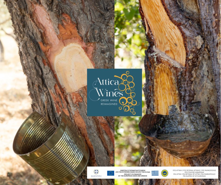 Récolte de la résine pour fabriquer la Retsina