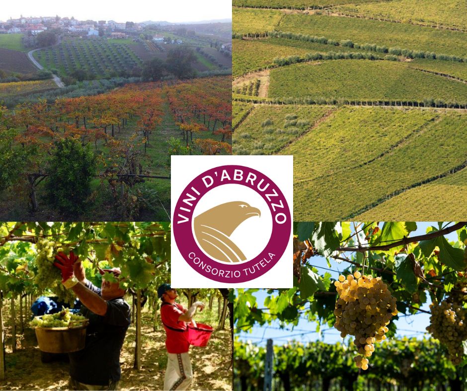 Vignobles de Montepulciano d'Abruzzo