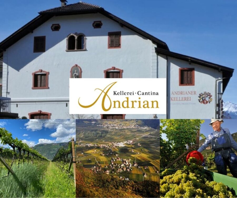 Cantina Adriano: chai et vignobles