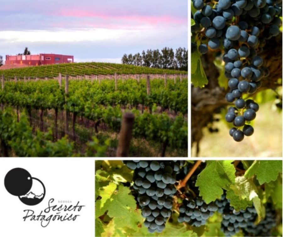 Bodega Secreto Patogonico: chai, vignobles