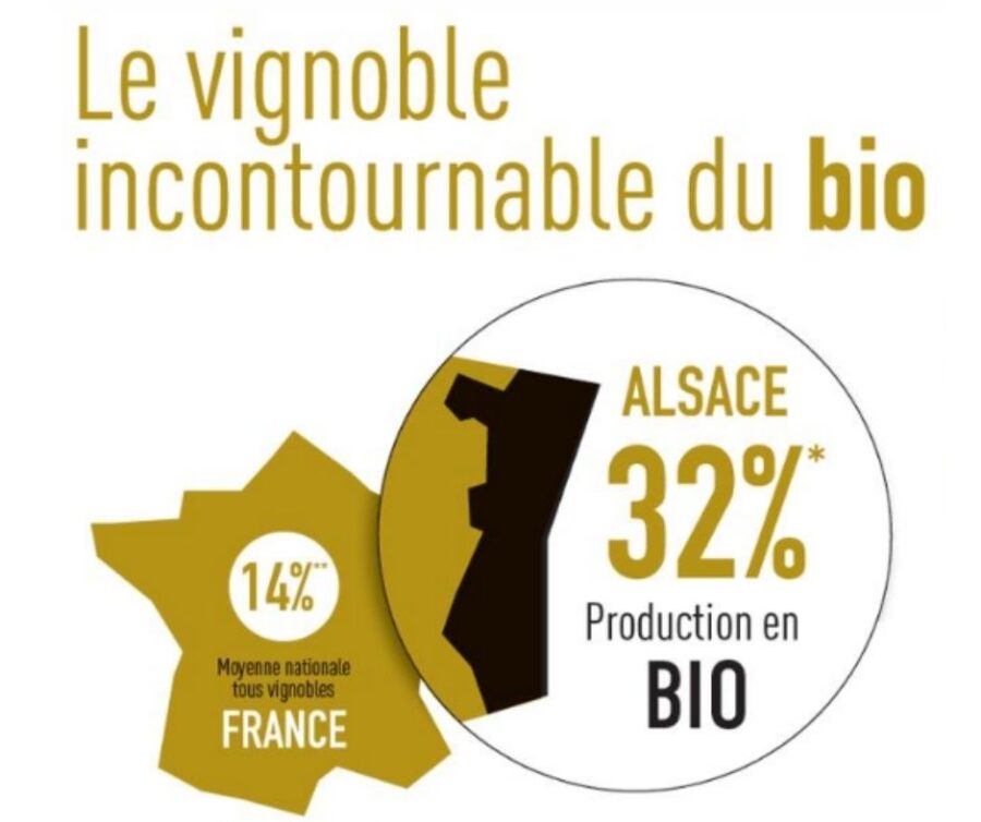 Production de vins bio en Alsace