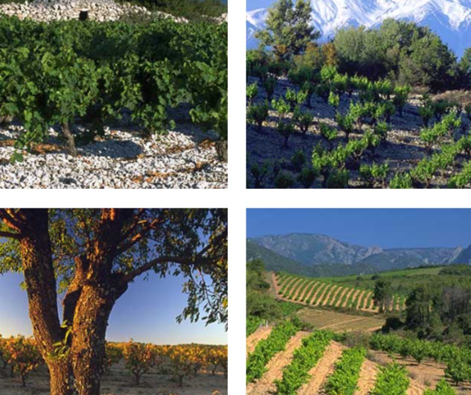 Château Grand Moulin: vignobles