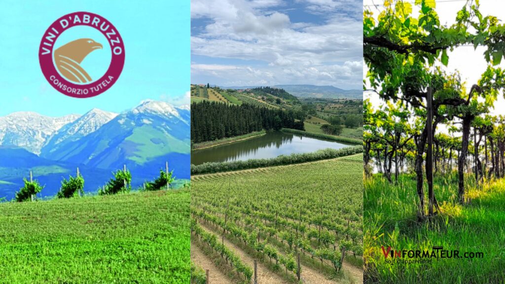Vignobles des Abruzzes