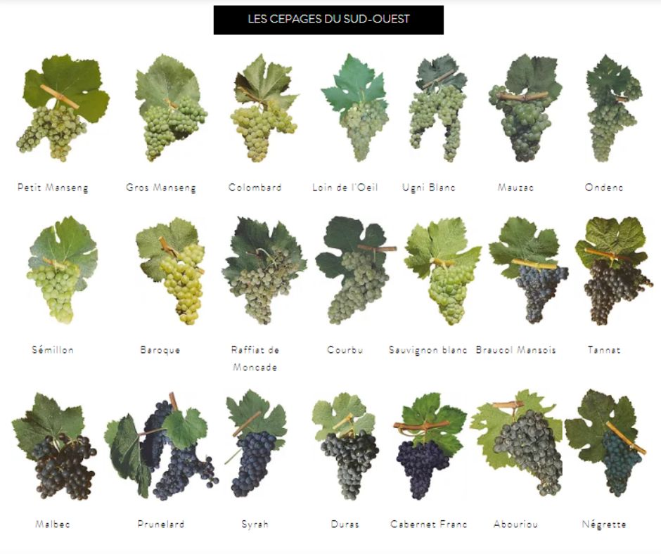 Cépages du Sud-Ouest