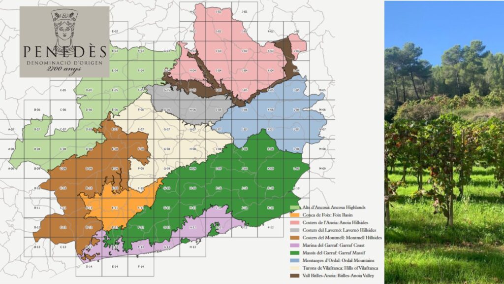 Carte viticole Penedès DO