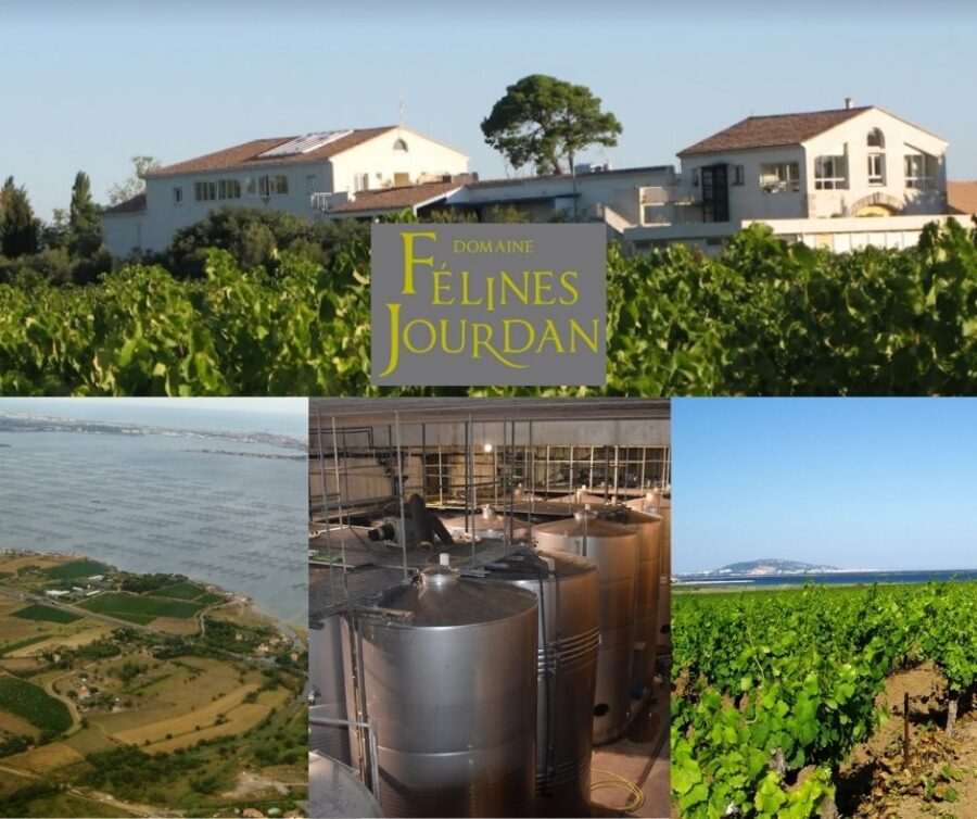 Domaine Félines Jourdan: chai et vignobles