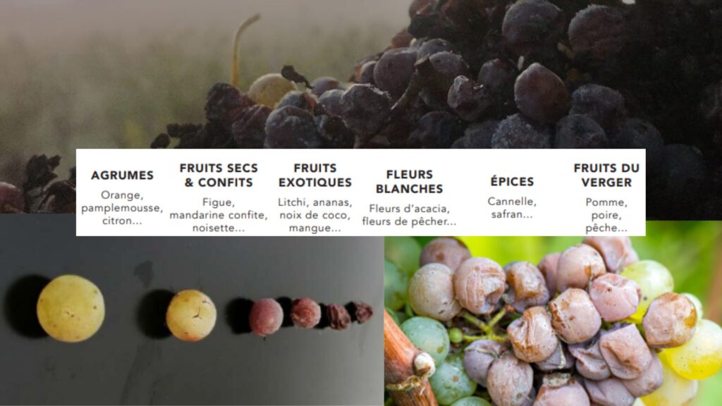 Raisins bothytisés et arômes