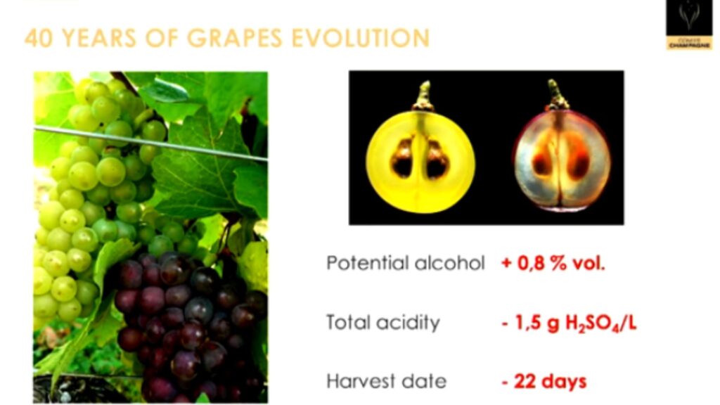 Impact sur les vins - Comité Champagne
