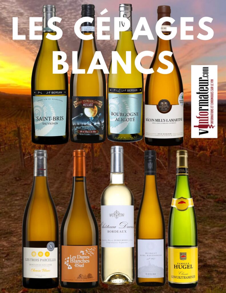 Découvrez les cépages blancs les plus populaires ainsi que quelques vins recommandés.  bouteilles