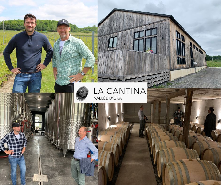 Domaine La Cantina: vignobles et chai
