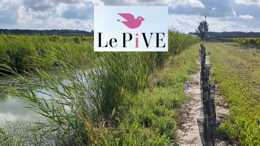 Roubines: AOP Sables de Camargue