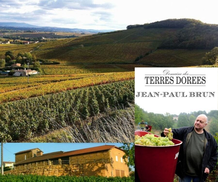 Domaine des Terres Dorées: Jean-Paul Brun, chai et vignobles