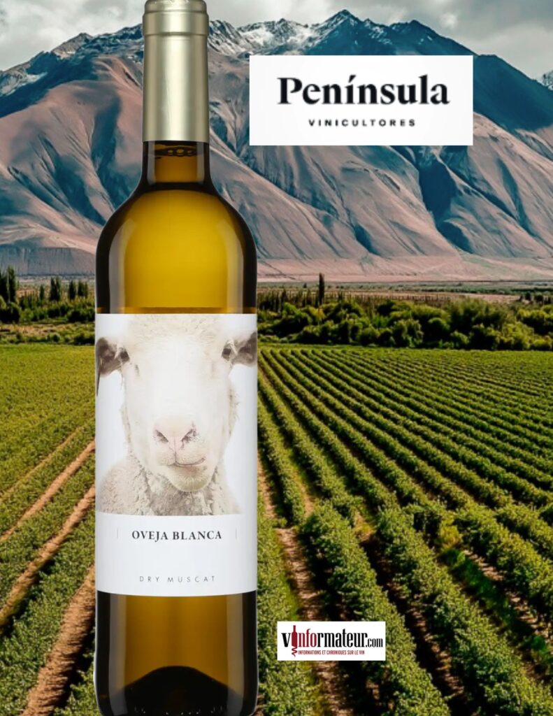 Oveja Blanca, Dry Muscat Joven, Peninsula Vinicultores, Espagne, 2023 bouteille