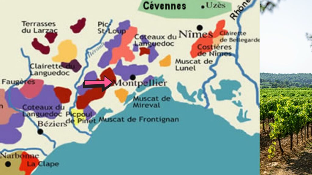 Carte viticole, Languedoc, région de Cévennes