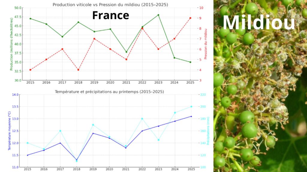 Augmentation du Mildiou et des précipitations