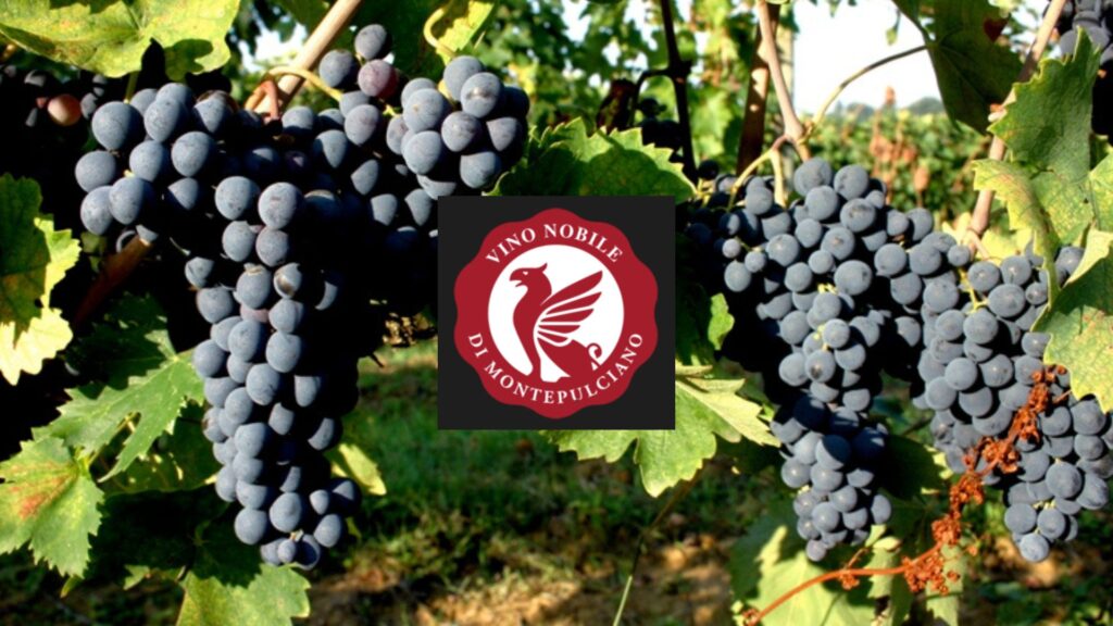 Cépage Sangiovese – Prugnolo Gentile