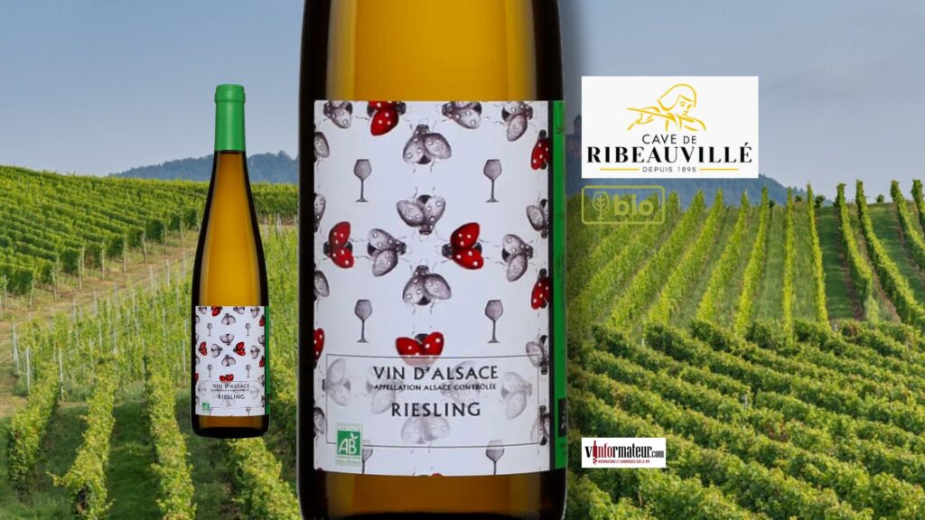 Riesling bio 2021 – Cave de Ribeauvillé : minéralité et fraîcheur à la SAQ