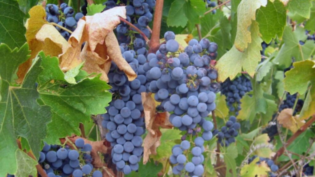 Cépage Sangiovese