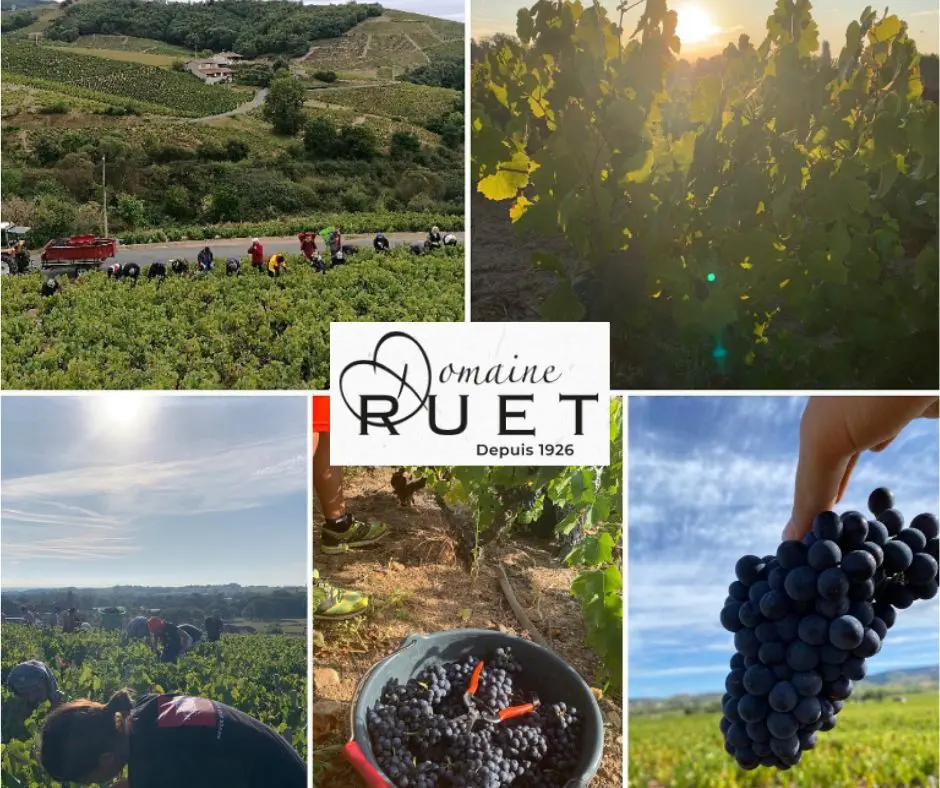 Domaine Ruet
