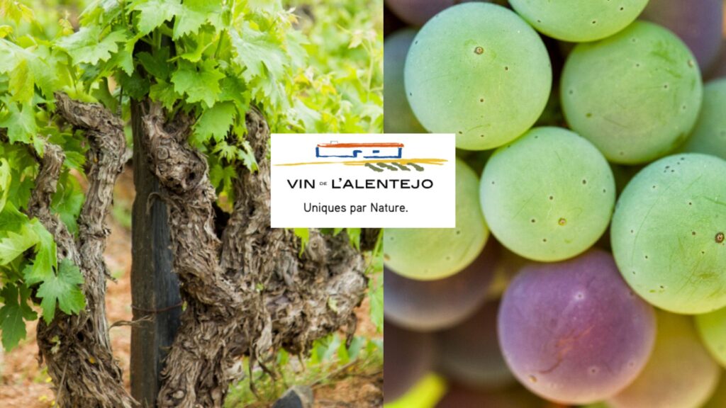 Cépages Alentejo
