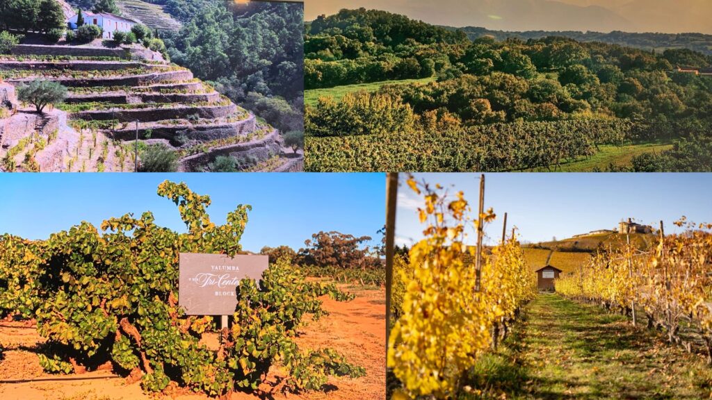 Vignobles vieilles vignes