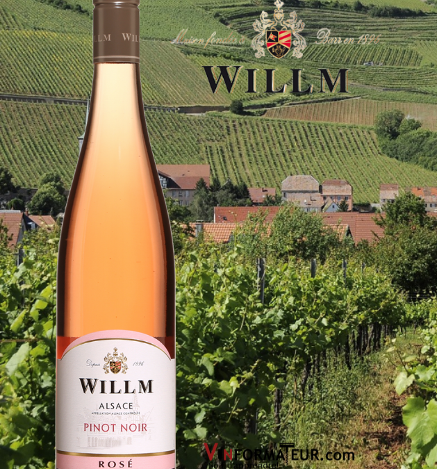 Une valeur sûre! Willm Pinot Noir rosé 2021.