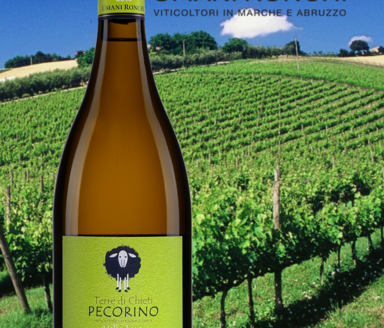 Coup de Coeur que ce Vellodoro, Pecorino de la maison Umani Ronchi!